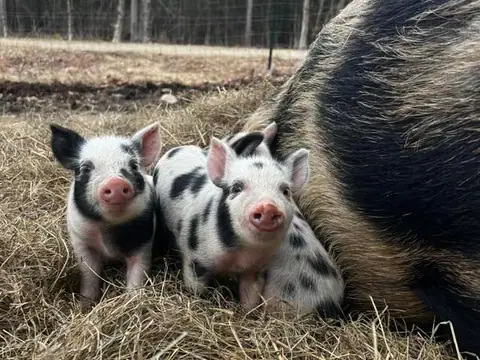 Armstrong Acres