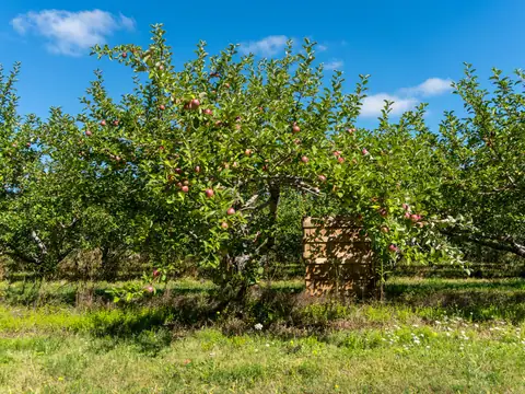 Chazy Orchards in Chazy, NY