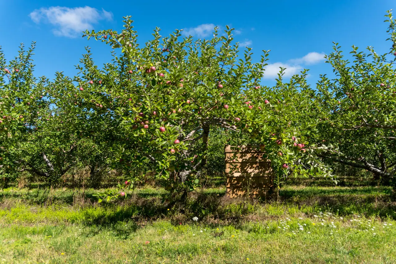 Chazy Orchards in Chazy, NY