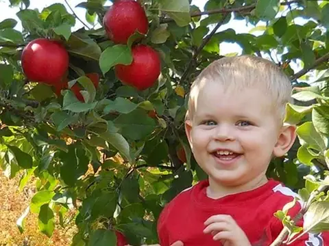 Bushel and A Peck Apple Orchard