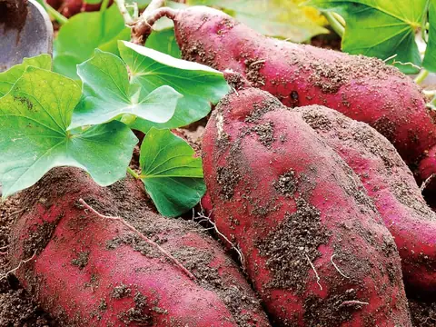 Hawaiian Sweet Potato Factory in Honolulu, HI