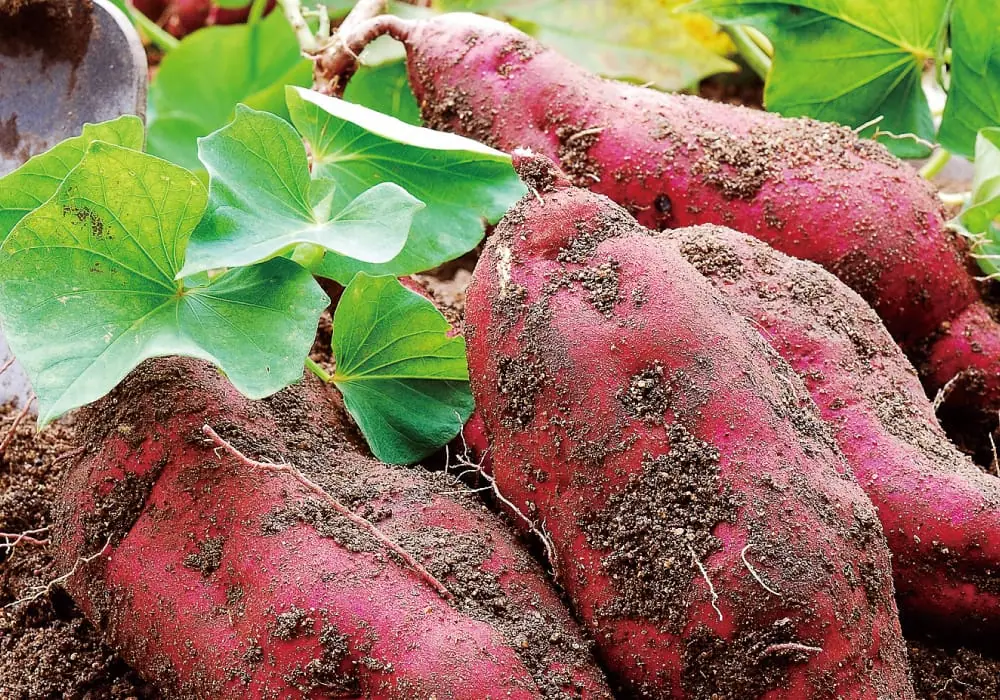 Hawaiian Sweet Potato Factory in Honolulu, HI
