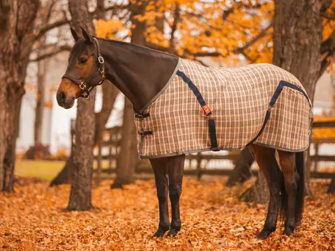 The Total Equestrian in Somers, CT