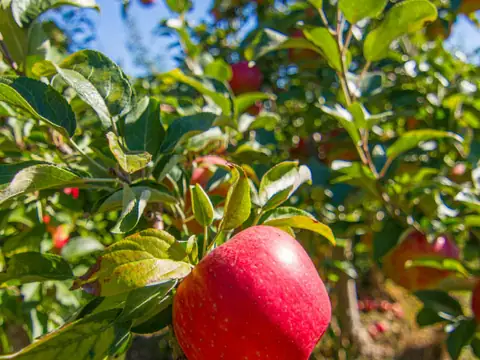 Chazy Orchards in Chazy, NY