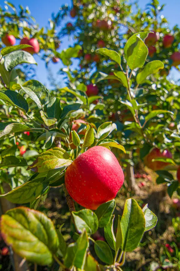 Chazy Orchards in Chazy, NY
