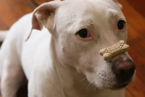 Working Dog Bakery