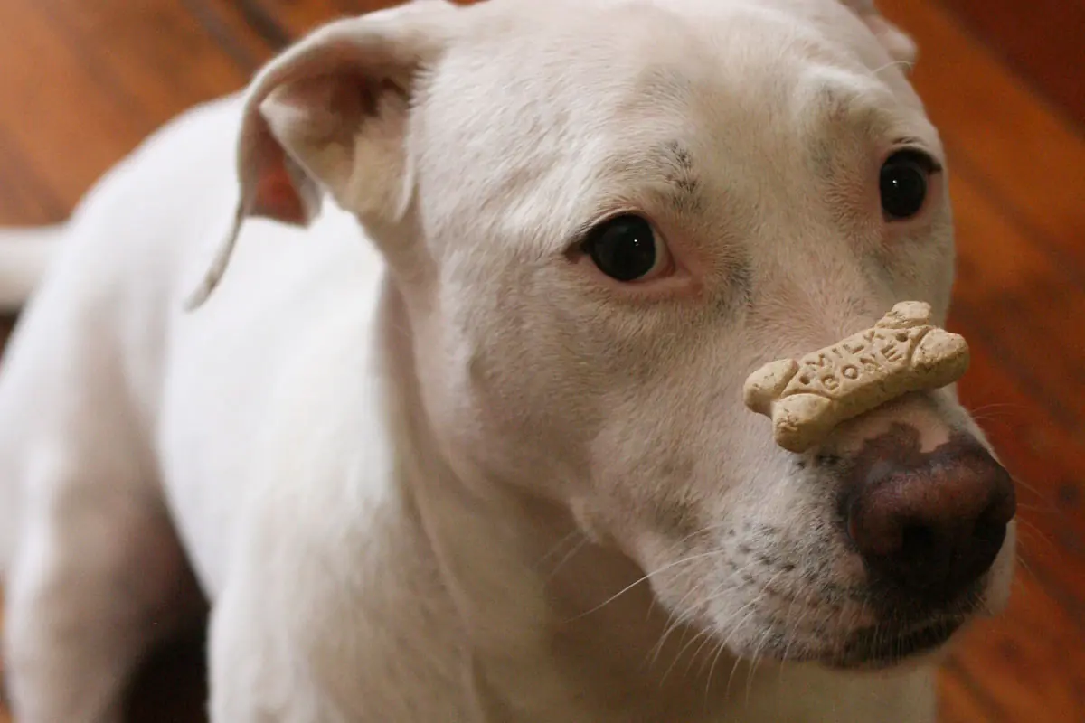 Dog with treat — illustrative photo